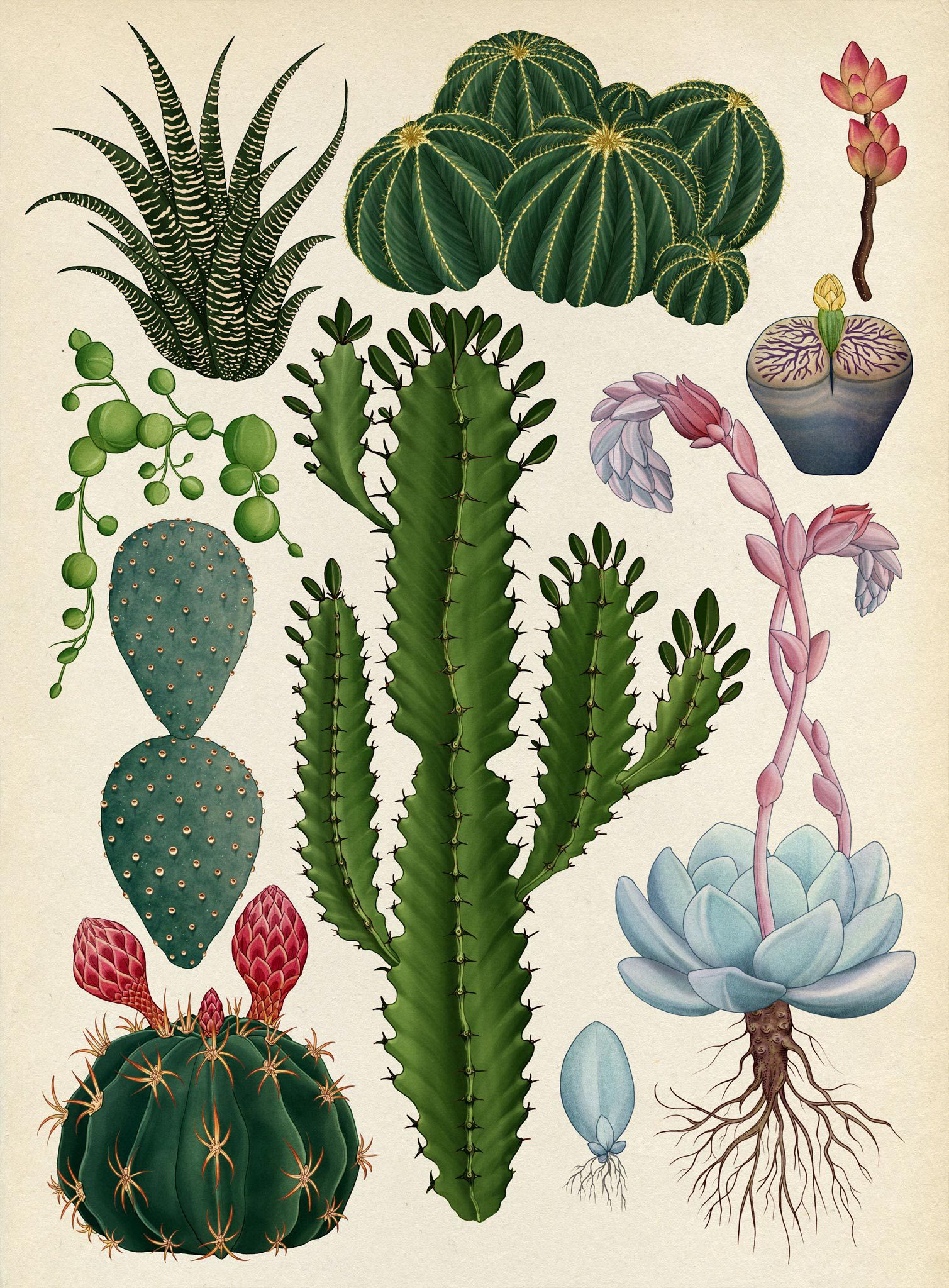Katie Scott - Botanical Drawings